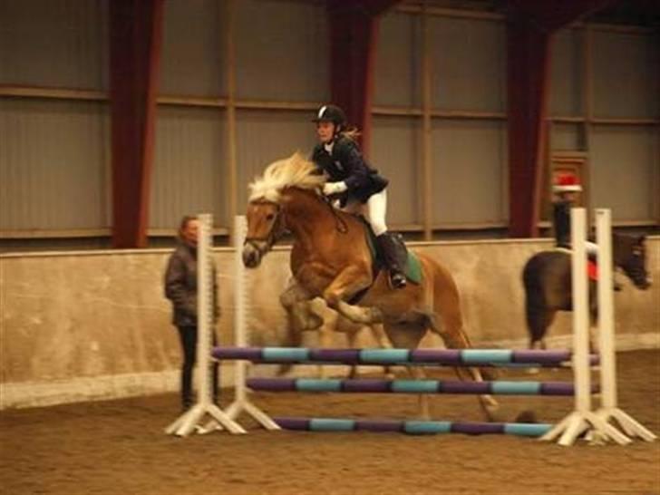 Haflinger Thor (red) Solgt  - Thor og jeg springer ca 60 cm;) MAN MÅ IKKE KOPIRE MINE BILLEDER!! billede 1