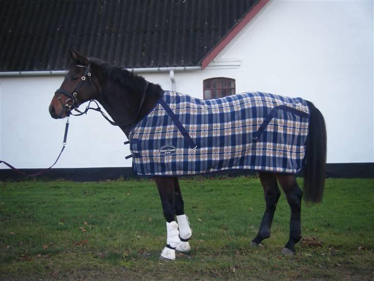 Anden særlig race Casino billede 3