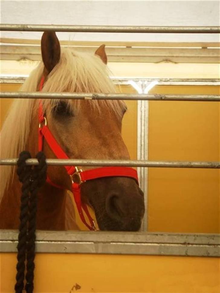 Haflinger Thor (red) Solgt  - Fine Thor i sin stævne boks på vilhelmsborg;) Taget af: Laura tusind tak;) MAN MÅ IKKE KOPIRE MINE BILLEDER!!  billede 2