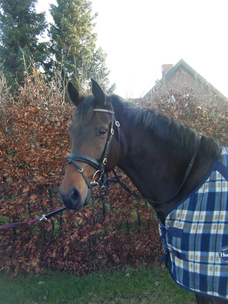 Anden særlig race Casino billede 4