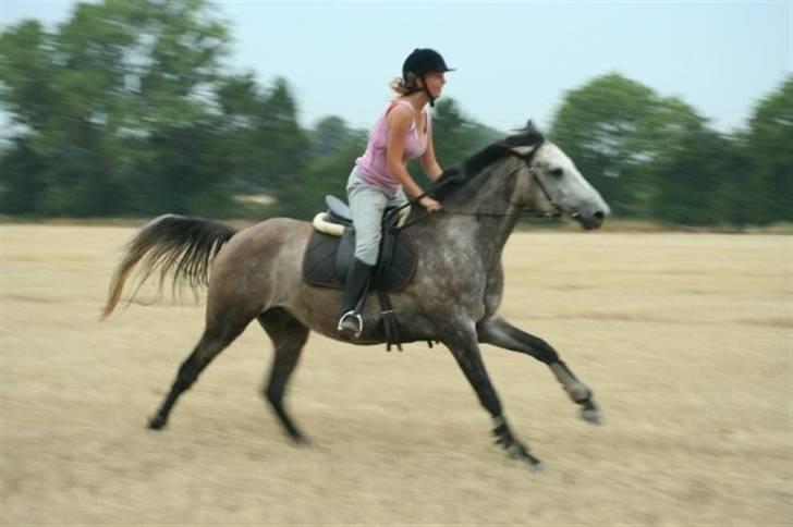 Hollandsk Sportspony Silver king  - Fri galop over markerne billede 8