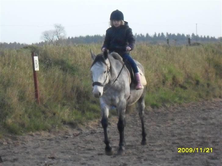 Hollandsk Sportspony Silver king  - Min søster på 7 rider ham billede 9