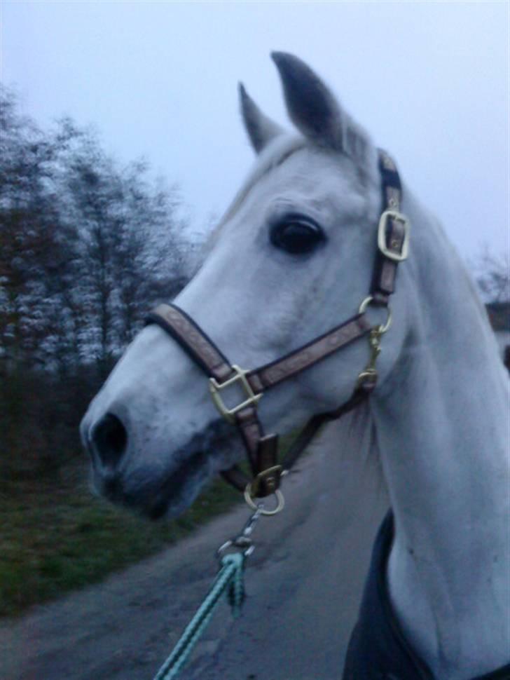 Anden særlig race Marcus SOLGT - SOLGT billede 12