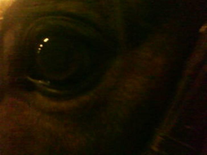 Trakehner Mosegården Goldenas R.I.P billede 5