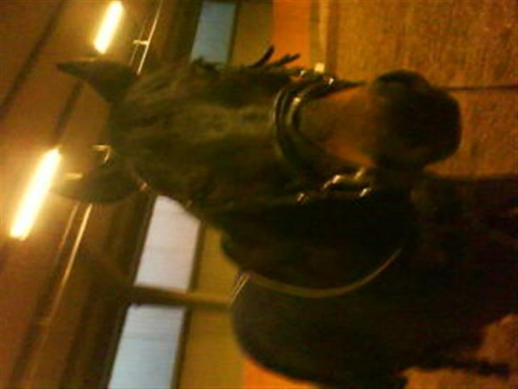 Trakehner Mosegården Goldenas R.I.P billede 6