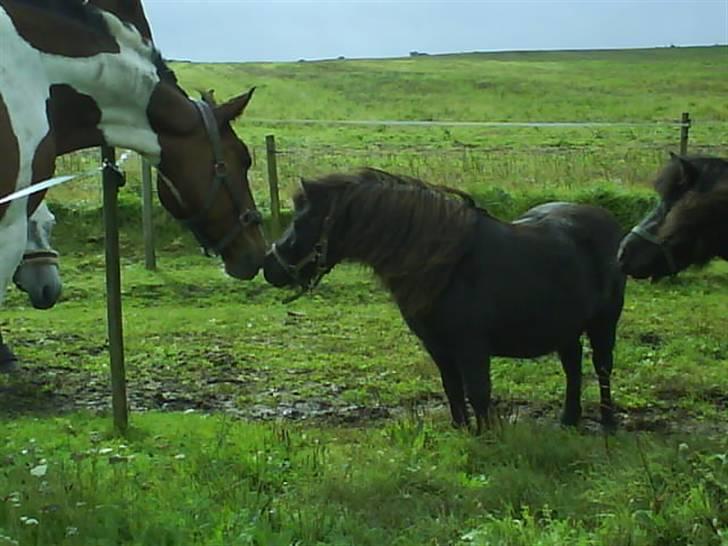 Shetlænder Monty(den dejlige<3)Solgt billede 1