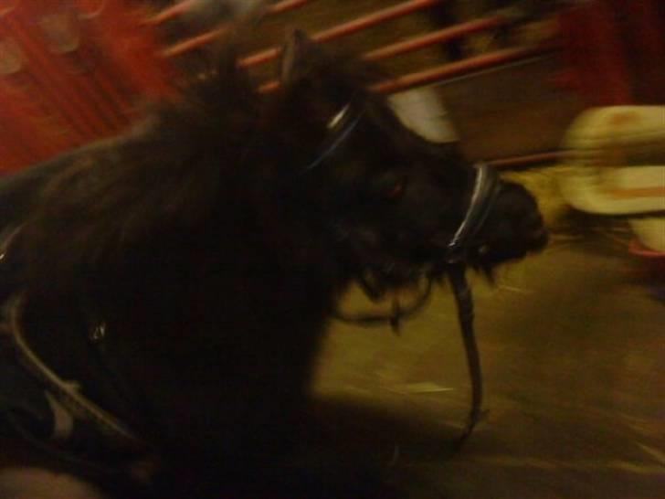 Shetlænder Monty(den dejlige<3)Solgt billede 6