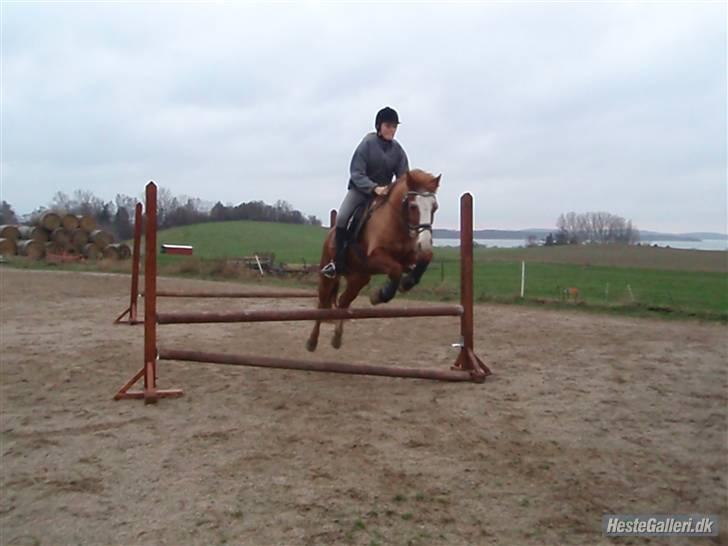Anden særlig race Mazda - Mig og Mazda springer for 2 gang <3 Foto: Trine Bomholdt. (Mazdas ejer) billede 16