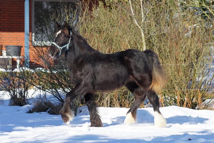Irish Cob Its Devine  billede 4