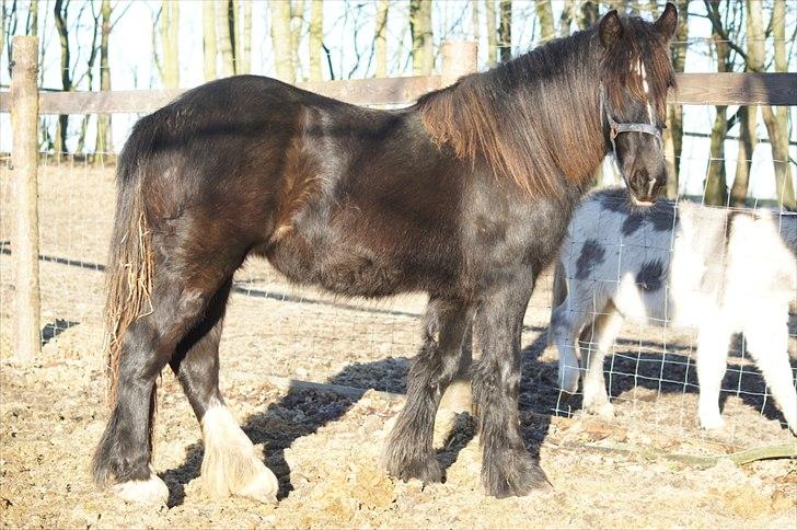 Irish Cob Its Devine  billede 5