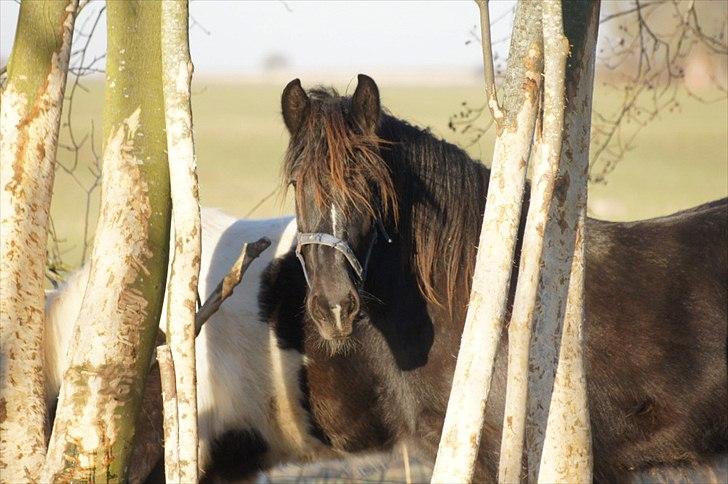 Irish Cob Its Devine  billede 6