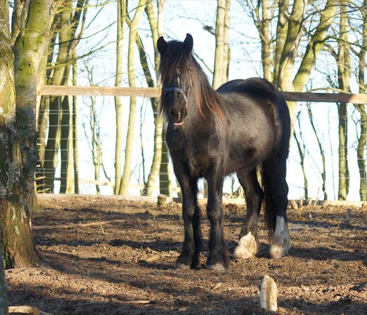 Irish Cob Its Devine  billede 7