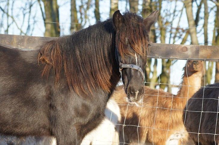 Irish Cob Its Devine  billede 8