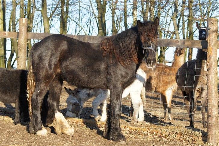 Irish Cob Its Devine  billede 9