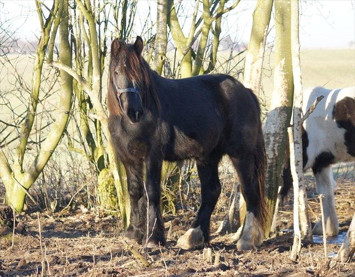Irish Cob Its Devine  billede 10