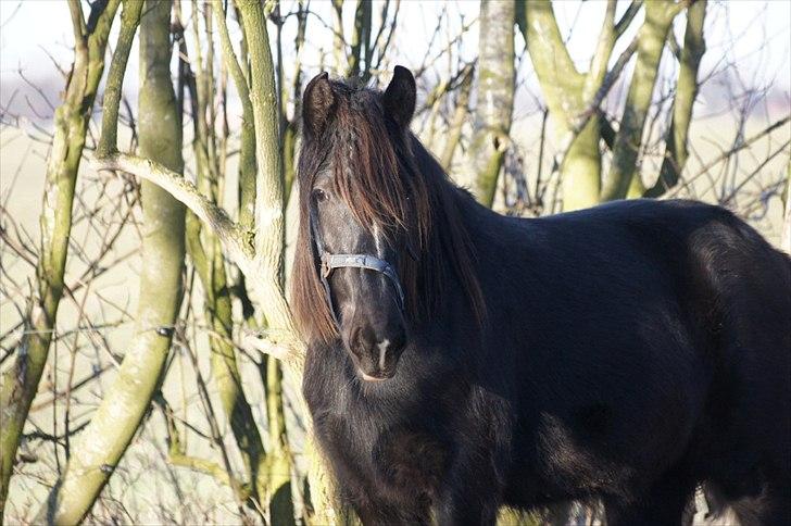Irish Cob Its Devine  billede 11
