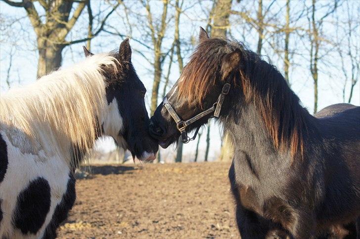 Irish Cob Its Devine  billede 12