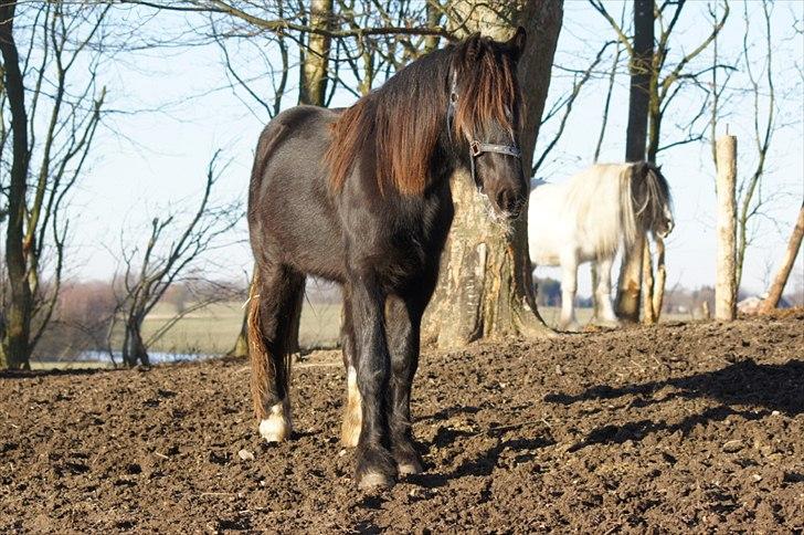 Irish Cob Its Devine  billede 13
