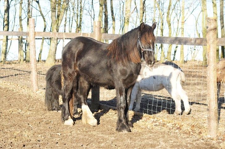 Irish Cob Its Devine  billede 14