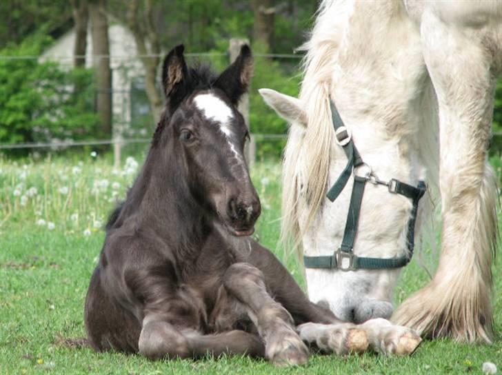 Irish Cob Its Devine  billede 15