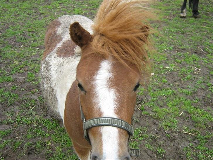 Shetlænder Mini billede 3