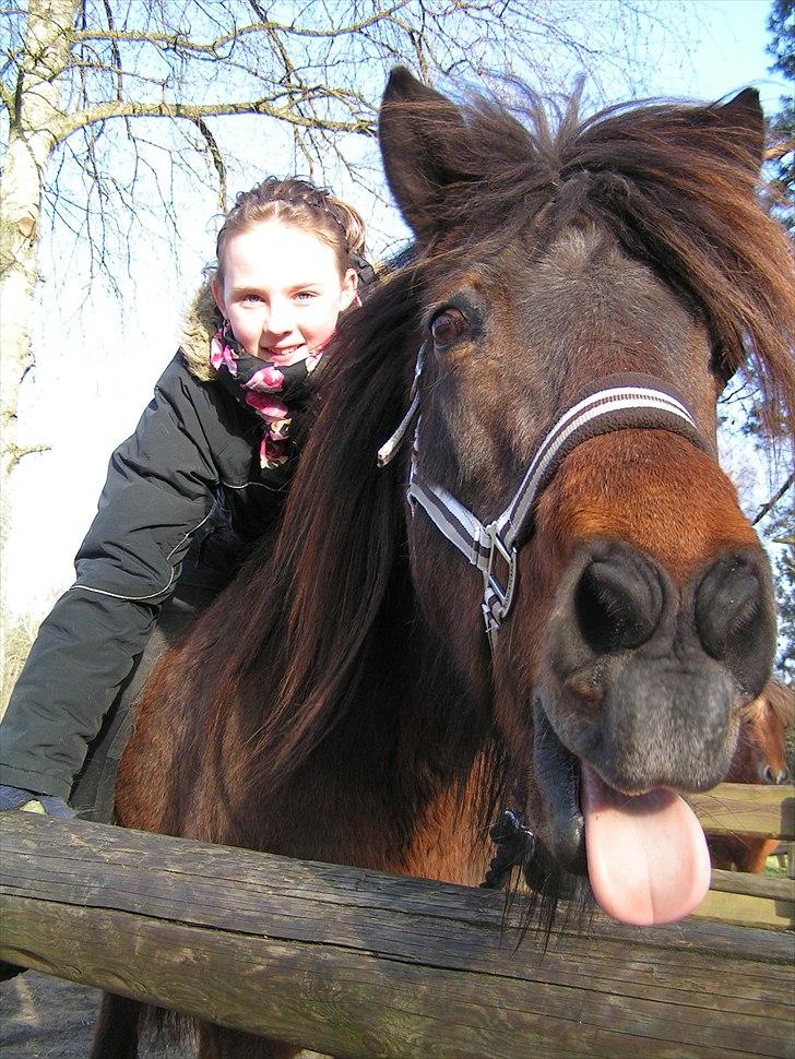 Islænder Snugg fra Viegaarden - 5. Min herlige Snugg & søster ;*   billede 5