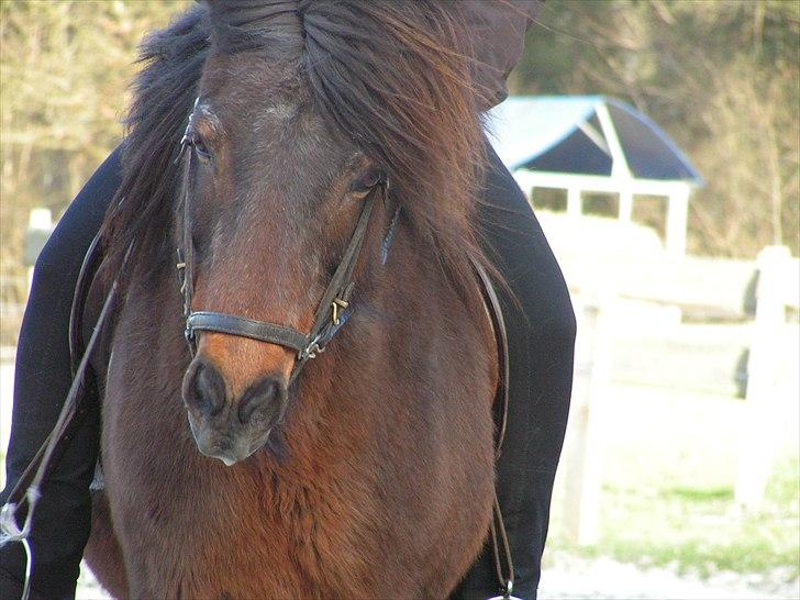 Islænder Snugg fra Viegaarden - 9. Snugg fra Viegaarden. billede: Stine. billede 9