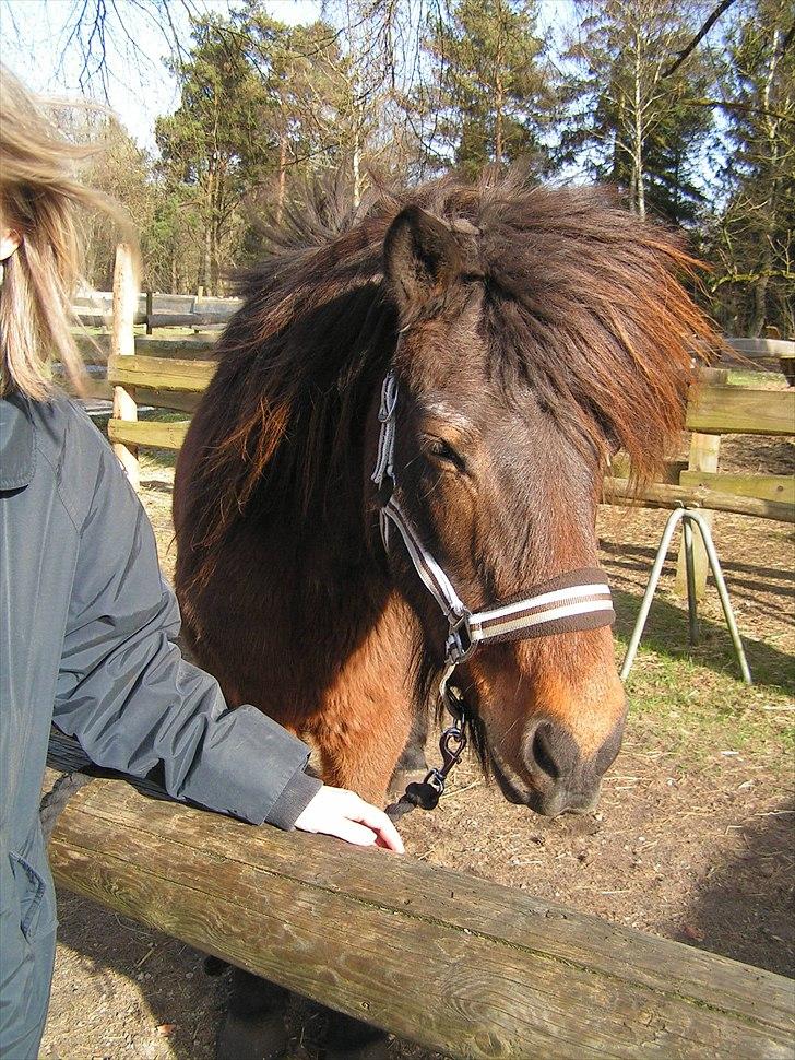 Islænder Snugg fra Viegaarden - 4. Hej lækkermås med vintertøj! billede 4
