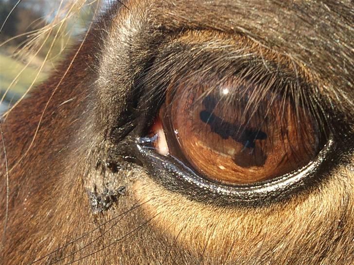 Islænder Snugg fra Viegaarden - 15. I hestens øje, kan du afspejle din sjæl billede 15