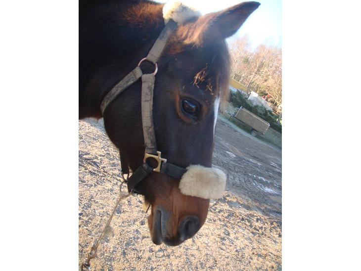 {{currentPhoto.altText}} billede {{currentPhoto.number}}