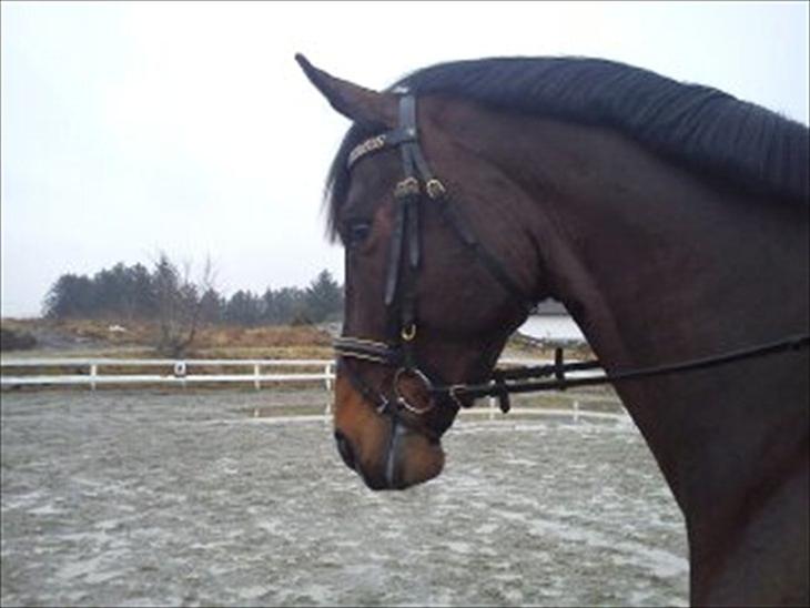 {{currentPhoto.altText}} billede {{currentPhoto.number}}