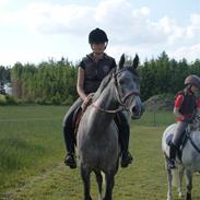 Arabisk fuldblod (OX) Kahfaz #R.I.P#