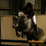 Arabisk fuldblod (OX) Kahfaz #R.I.P#