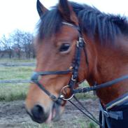 Welsh Cob (sec D) Jasmin solgt