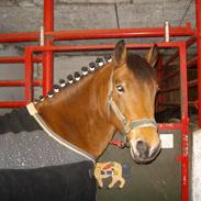 Welsh Cob (sec D) Jasmin solgt