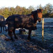 Welsh Cob (sec D) Jasmin solgt