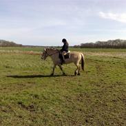 Fjordhest Freja Jakobsgaard SOLGT