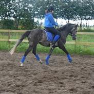 Anden særlig race Keldsmindes Baron