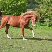 Anden særlig race Stormosens Bardolino RIP 2010