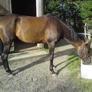 Anden særlig race Latoya