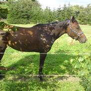 Anden særlig race Latoya