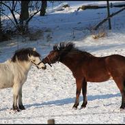 Anden særlig race Mini Max | Elevpony | gl. passer<3.