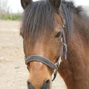 Anden særlig race Mini Max | Elevpony | gl. passer<3.