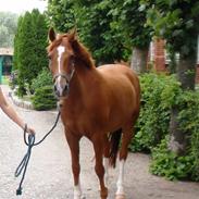 Anden særlig race Sorell <3 R.I.P. <3