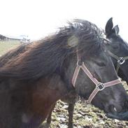 Islænder FREISTING FRA BRUDKILDE