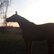 Hollandsk Varmblod Liberty V.D Mistral Hoeve