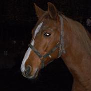 Hollandsk Varmblod Liberty V.D Mistral Hoeve