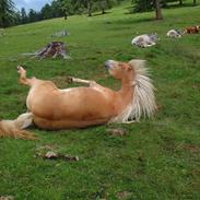 Tyroler Haflinger Kajser *Rocké*
