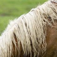 Tyroler Haflinger Kajser *Rocké*