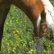 Tyroler Haflinger Kajser *Rocké*